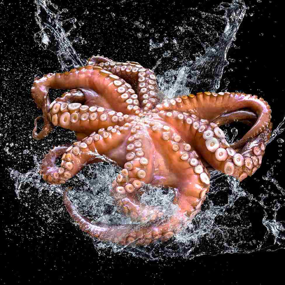 Fresh Octopus, for Cooking, Food, Human Consumption