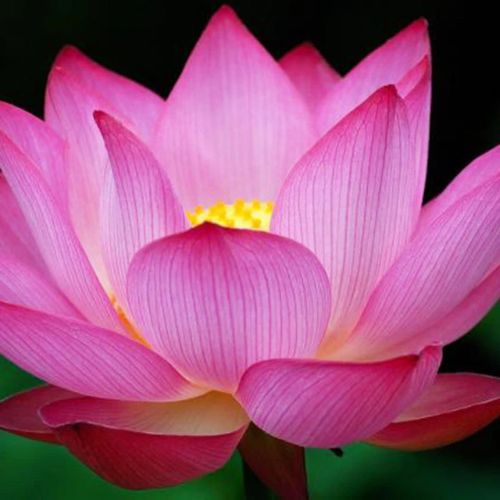   Natural lotus flower, Color : Pink