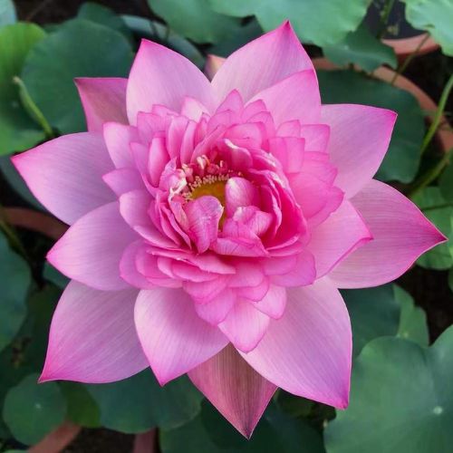 Bengal Nursery Lotus Flower, Color : Pink