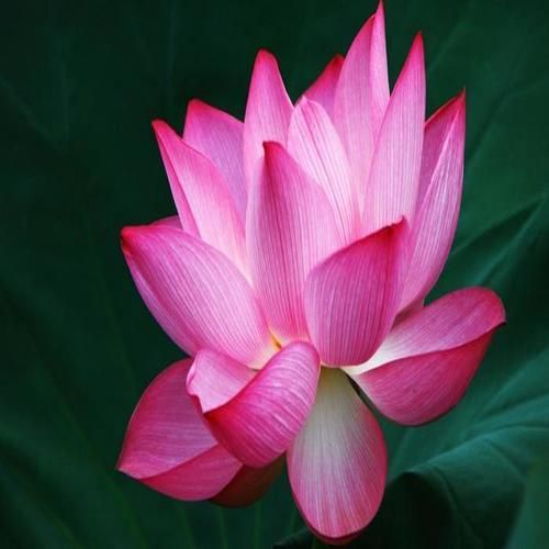 Organic Fresh Pink Lotus, for Garlands, Wreaths, Style : Natural