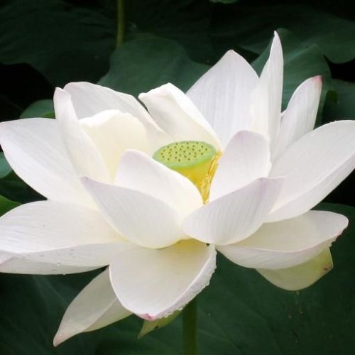Organic lotus flower white, for Decorative, Occasion : Birthday,
