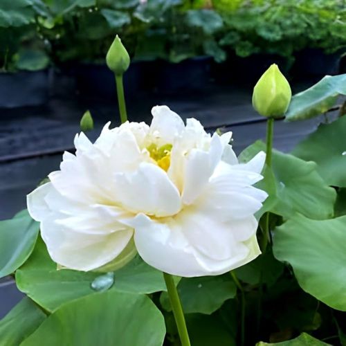   Organic Fresh White Lotus