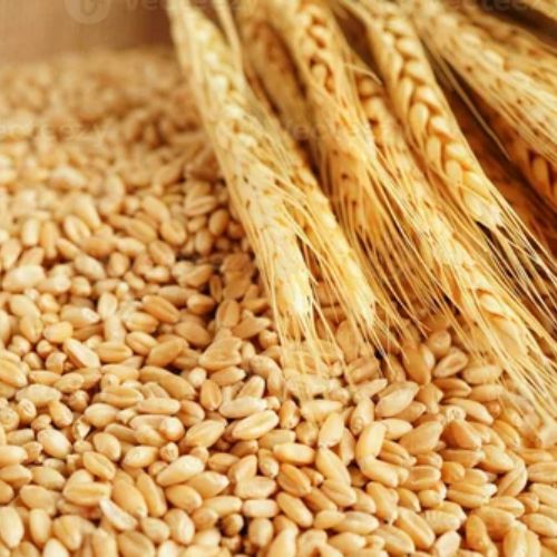 Sortex Wheat Grain