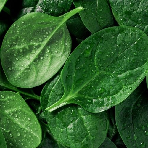 Fresh Spinach