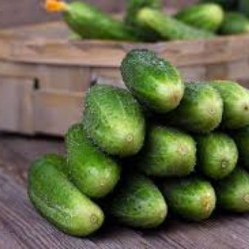 Fresh Cucumber fresh cucumber