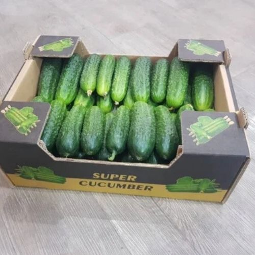 Natural Fresh Cucumber fresh cucumber Packaging Size