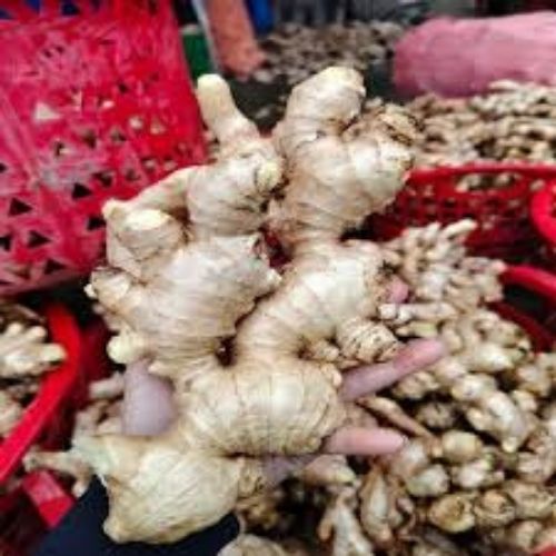   Export Red fresh ginger