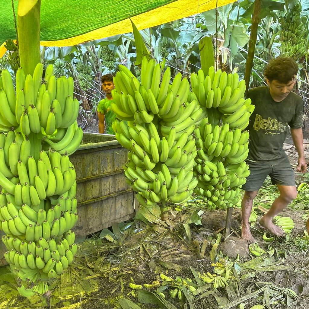 Cavendish Banana (G9)