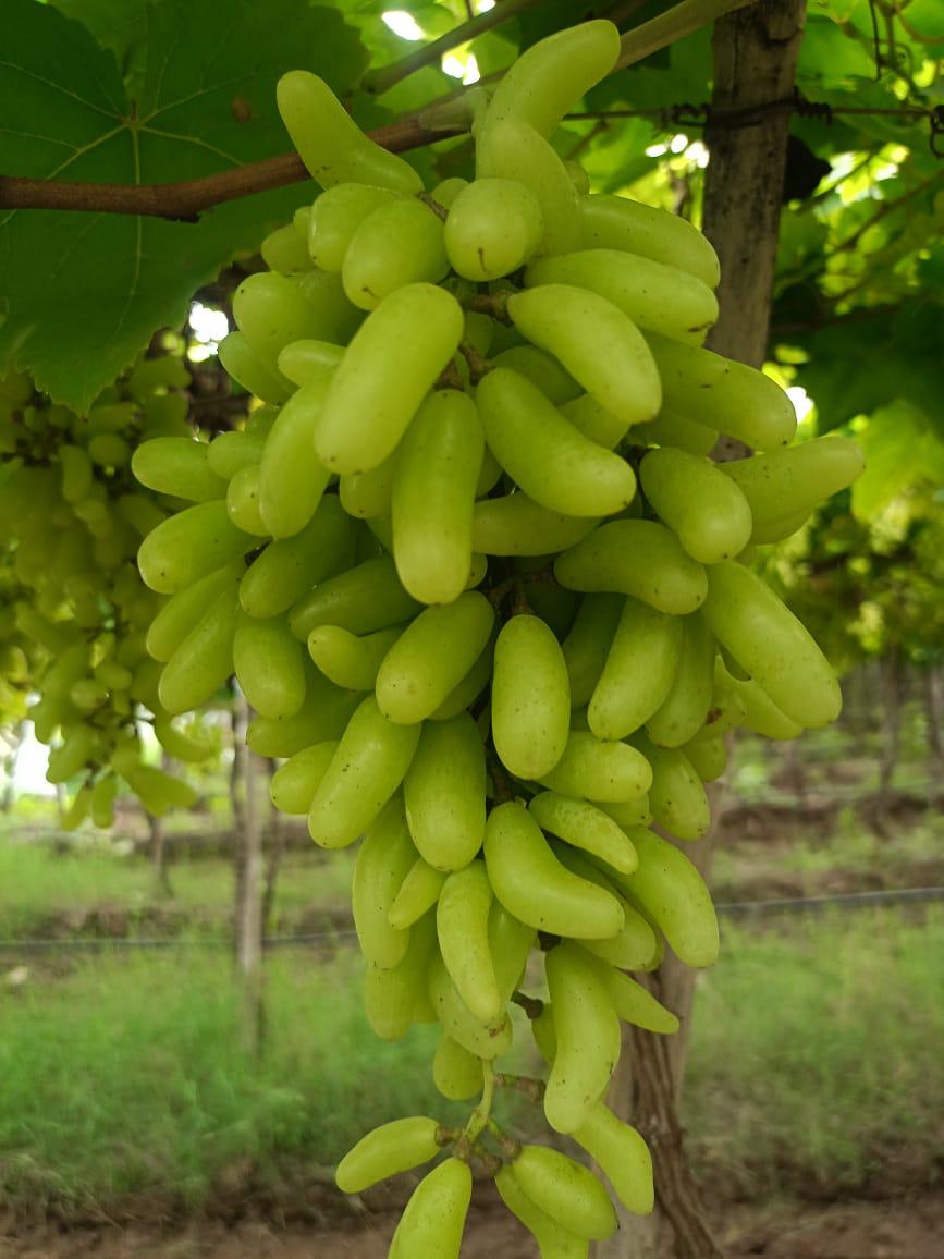 Indian Super Sonaka Grapes