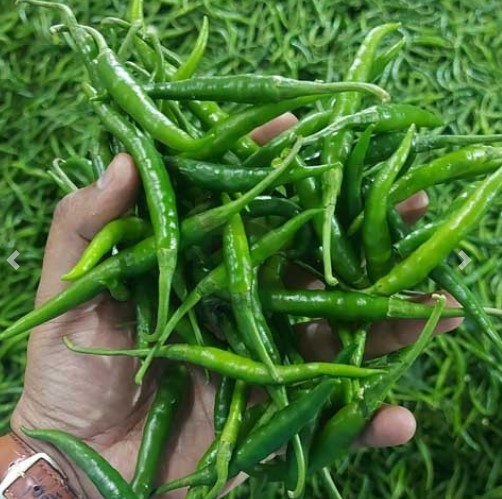GREEN CHILLIES