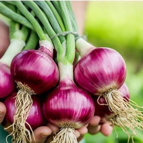 Onion